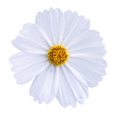 flower_01