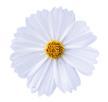 flower_02