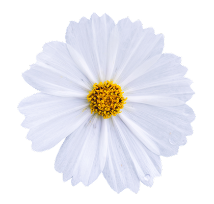 flower_03